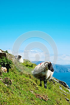 Irish sheep grazing grass on a steep hill. Beautiful landscape scenery with blue sky and ocean in the background. Achill island,