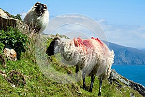 Irish sheep grazing grass on a steep hill. Beautiful landscape scenery with blue sky and ocean in the background. Achill island,