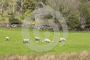 Irish sheep grazing in pasture with ancient ruins in background