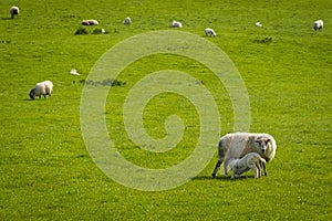 Irish sheep and lambs on green fields in nature