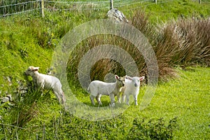 Irish sheep and lambs on green fields in nature