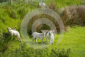 Irish sheep and lambs on green fields in nature