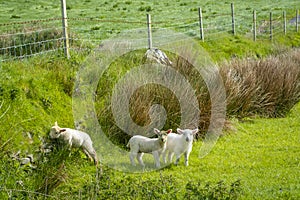 Irish sheep and lambs on green fields in nature