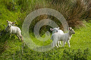 Irish sheep and lambs on green fields in nature