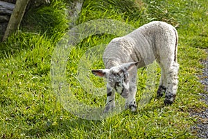 Irish sheep and lambs on green fields in nature