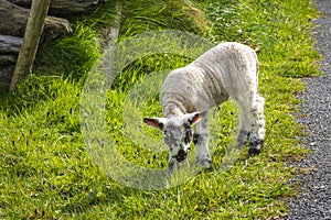 Irish sheep and lambs on green fields in nature