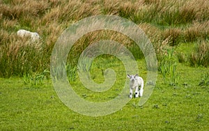 Irish sheep and lambs on green fields in nature