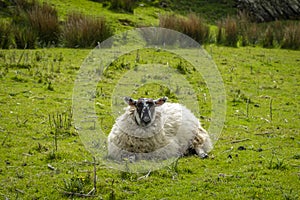 Irish sheep and lambs on green fields in nature