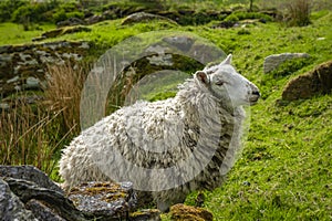 Irish sheep and lambs on green fields in nature