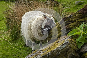 Irish sheep and lambs on green fields in nature