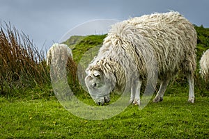 Irish sheep and lambs on green fields in nature