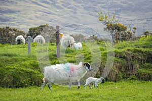 Irish sheep and lambs on green fields in nature