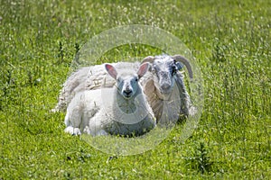 Irish sheep and lambs on green fields in nature