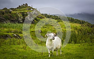 Irish sheep and lambs on green fields in nature