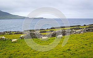 Irish sheep and lambs on green fields in nature