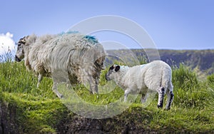 Irish sheep and lambs on green fields in nature