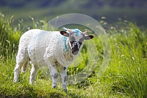 Irish sheep and lambs on green fields in nature