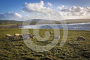 Irish sheep and lambs on green fields in nature