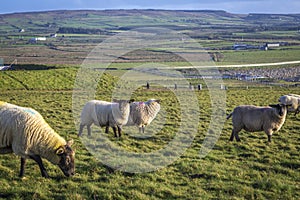 Irish sheep and lambs on green fields in nature