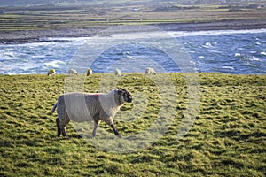 Irish sheep and lambs on green fields in nature