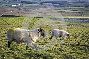 Irish sheep and lambs on green fields in nature