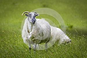 Irish sheep and lambs on green fields in nature