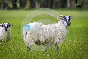 Irish sheep and lambs on green fields in nature
