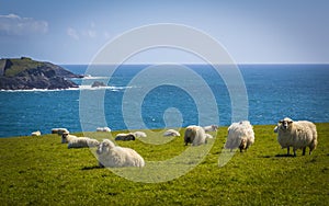 Irish sheep and lambs on green fields in nature