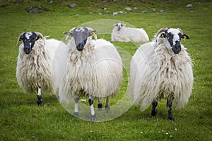 Irish sheep and lambs on green fields in nature