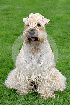 Irish Soft Coated Wheaten Terrier