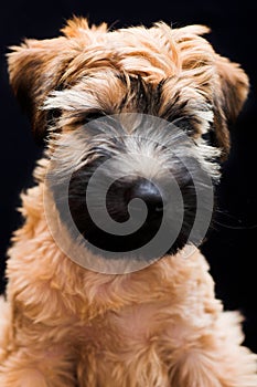 Irish soft coated wheaten terrier