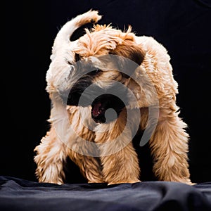 Irish soft coated wheaten terrier