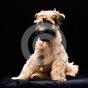 Irish soft coated wheaten terrier