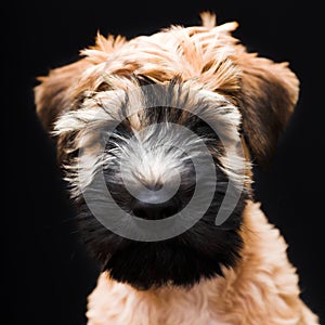 Irish soft coated wheaten terrier