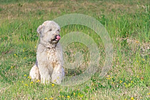 Irish soft coated wheaten terrier on grass of meadow background