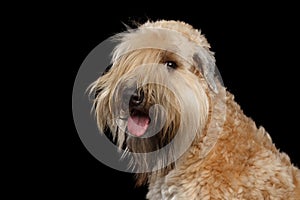 Irish Soft Coated Wheaten Terrier on Isolated Black Background