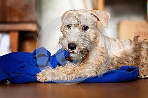 Irish Soft Coated Wheaten Terrier puppy indulges and nibbles a blue towel