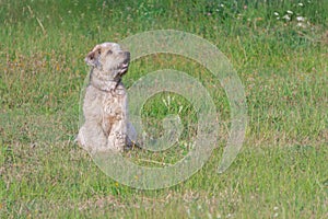 Irish soft coated wheaten terrier sitting on grass of meadow