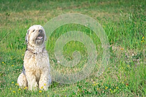 Irish soft coated wheaten terrier sitting on green grass in summertime