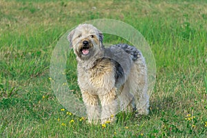 Irish soft coated wheaten terrier stay on grass