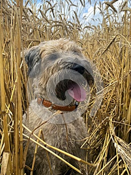 Irish Soft Coated Wheaten Terrier surrounded by ripening wheat ears in the field. Farm dog