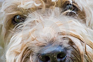 Irish soft coated wheaten terrier white and brown fur dog