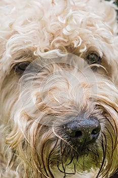 Irish soft coated wheaten terrier white and brown fur dog portrait