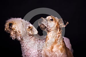 Irish soft coated wheaten terriers