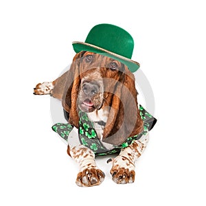 Irish St Patricks Basset Hound Dog