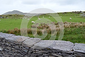 An Irish stone fence and sheep