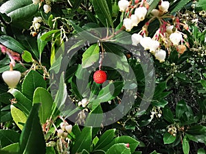 Irish strawberry tree fruit photo