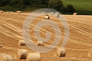 Irish stubble