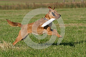 Irish terrier