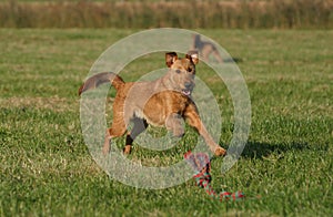 Irish terrier